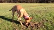 Aitch loves to dig...
