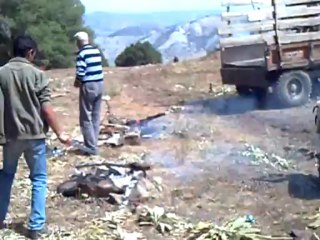 Yoncabayiri 2012 Yılı Senlıklerı 7