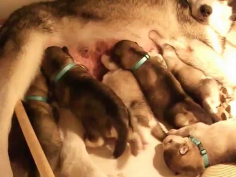 lutte pour une tétée chez les chiots malamutes