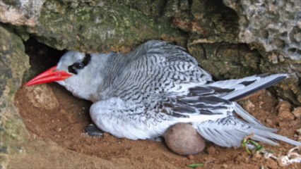 Un martiniquais à l'Ile Grande