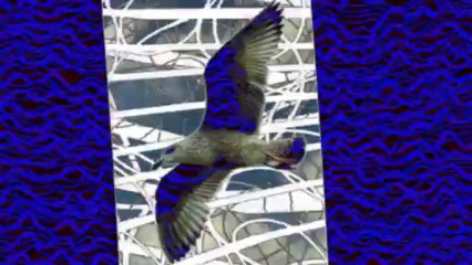 mouette percus