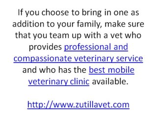 Four Famous Dog Breeds Perfect for Kids