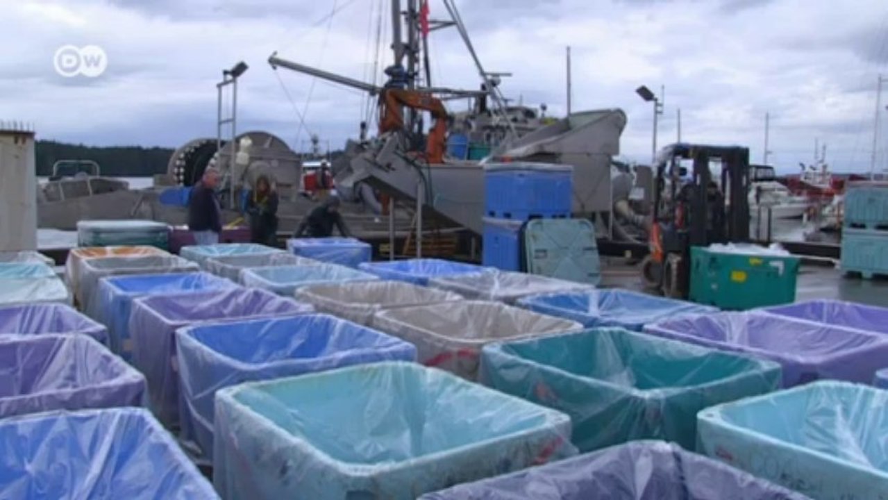 Der Zuchtlachs und seine Kritiker | Wirtschaft kompakt