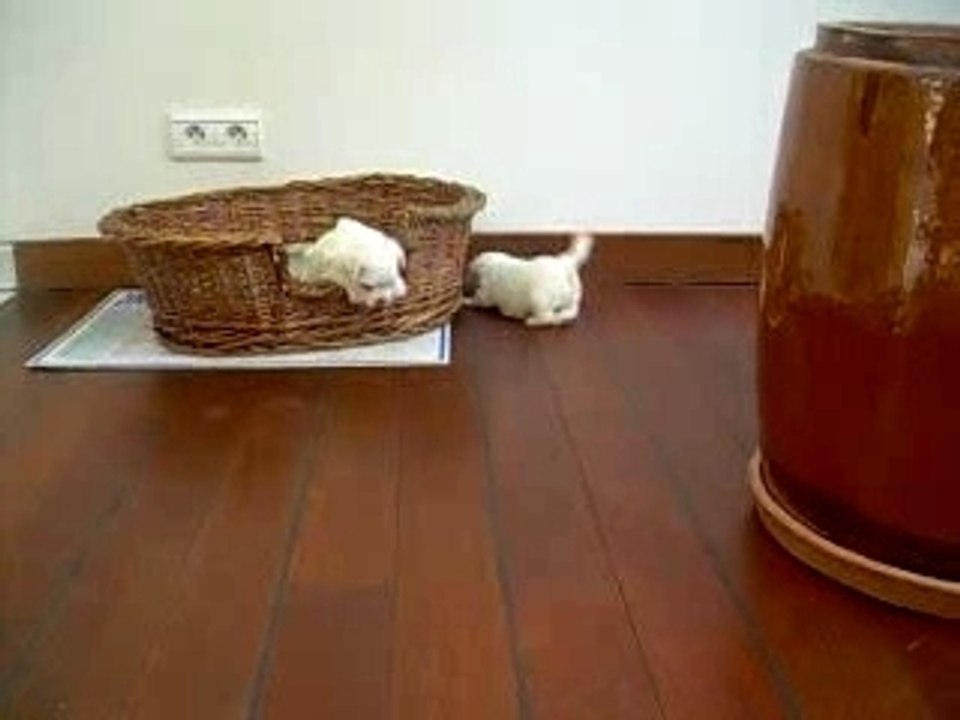 mes ptit chiots marche