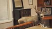 Family Discovers Deer Buck In Their Basement On Christmas Eve