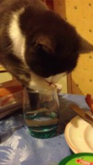 Chat qui boit à la patte