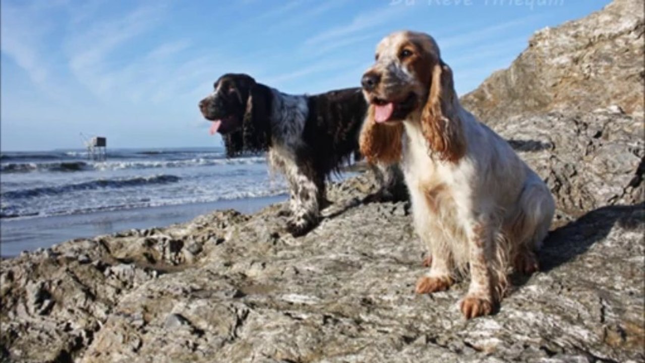 elfie & gift à la plage