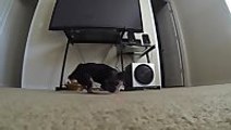Adorable Puppy Chases Down Laser