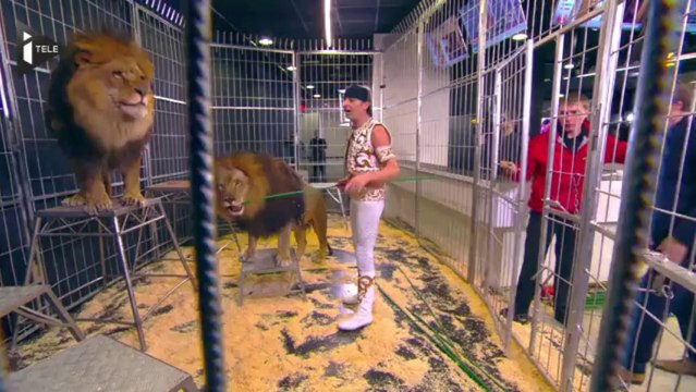 Les lions du cirque Pinder invités d'I>TELE