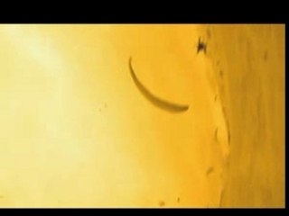 wagas festival 2005 (1)