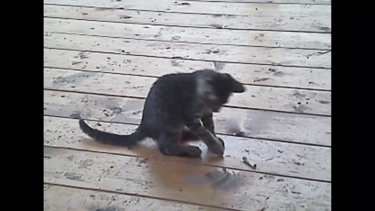 Des petits chats trop mignons - Compilation d'animaux adorables.