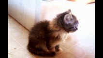Adorable Kittens Compilation... So funny animals!