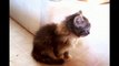 Adorable Kittens Compilation... So funny animals!