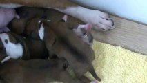 3ème vidéo : 1er chiot de la 14ème portée de Staffordland