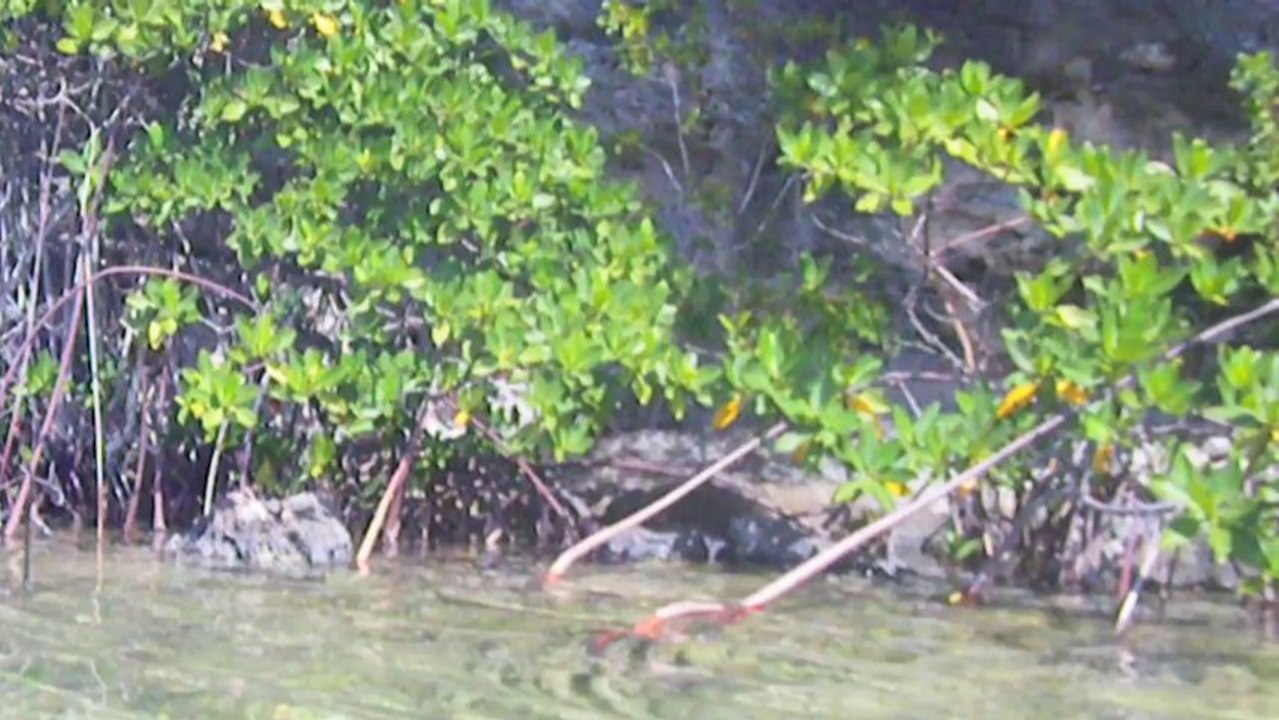 DIY Bahamas - Fly fishing bonefish on Andros South