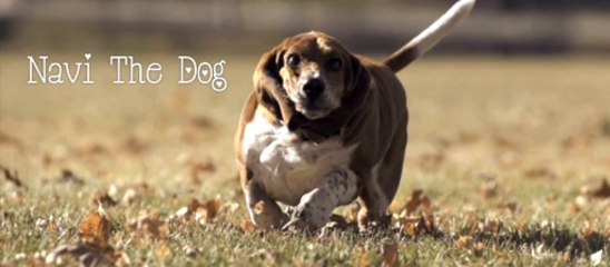 Navi the Basset Hound Running in Slow Motion [HD]
