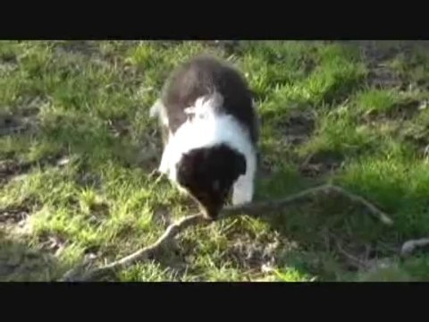 Chiots Gaïa 7 semaines