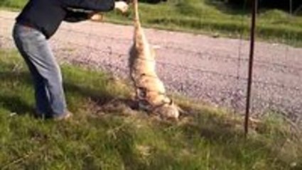 Man clips fence wire to free wolf