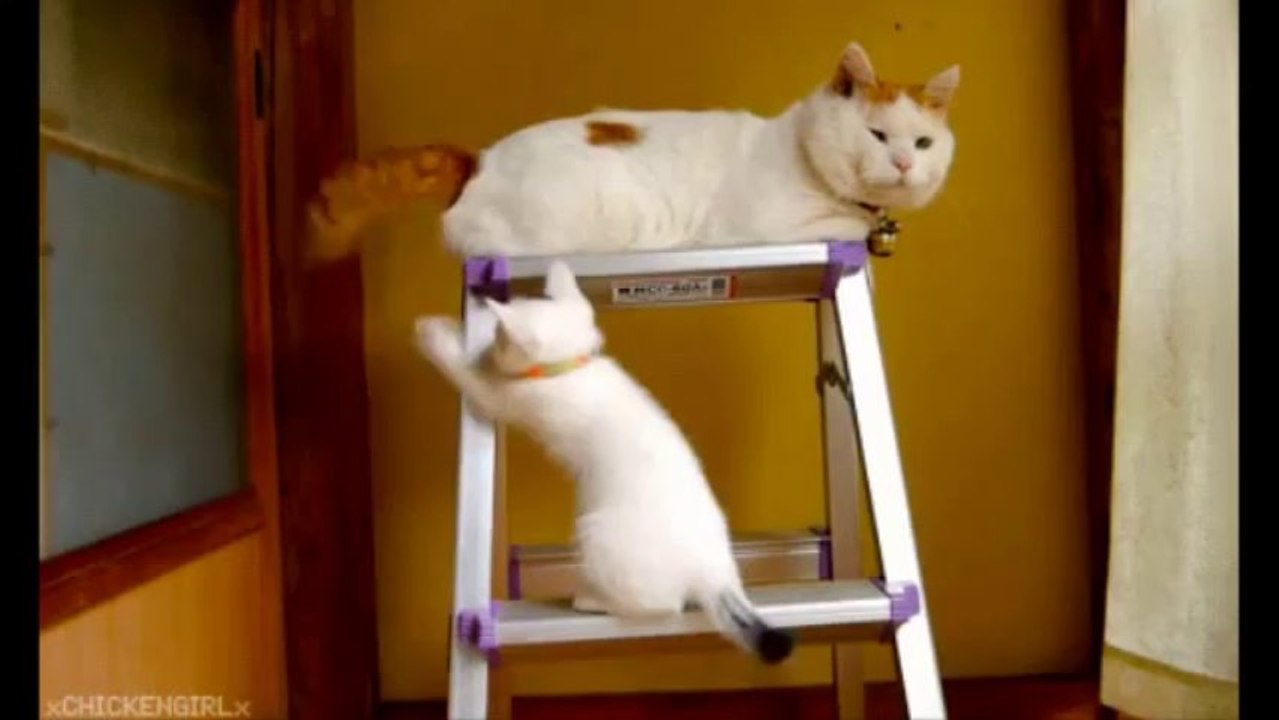 Candan Erçetin - Bahane Kedi