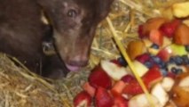 Malnourished Bear Cub Found Living With Hens