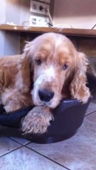 Boris le lapinou dormeur