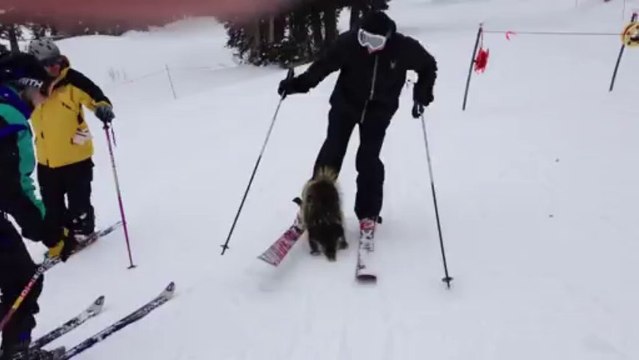 Porcupine Attacks Skier