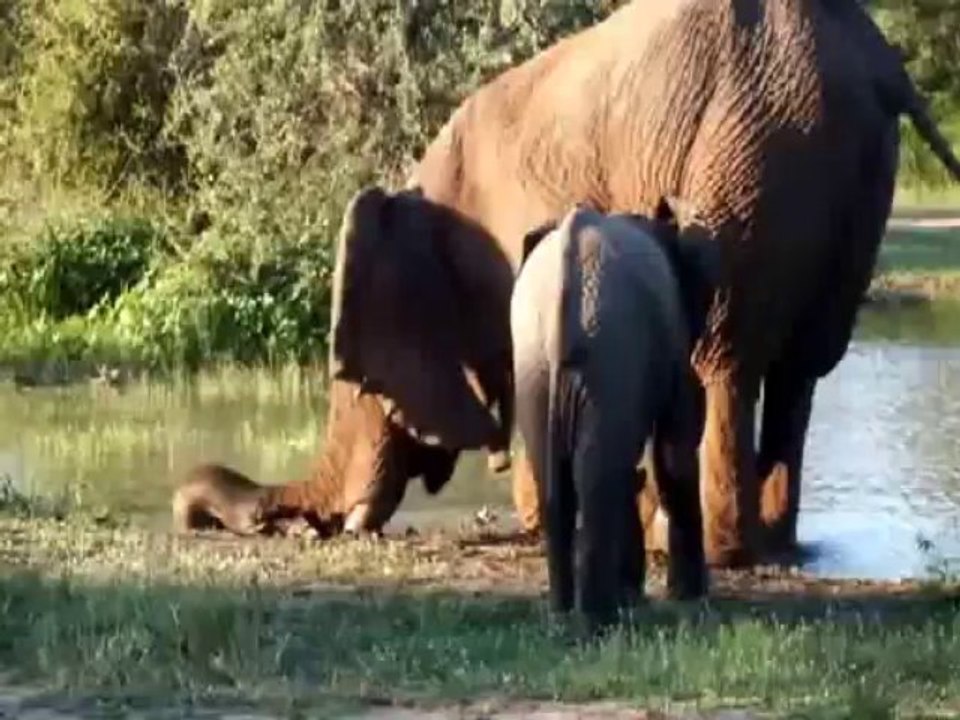 Tshukudu's elephants