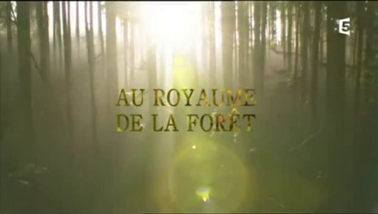 Au royaume de la forêt (1)