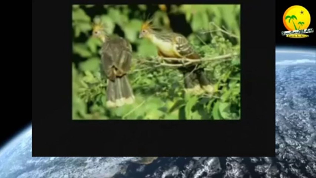 Coelacanthe et l'Archæoptéryx. Scandales et fraudes des évolutionnistes. Espèces intermédiaires.