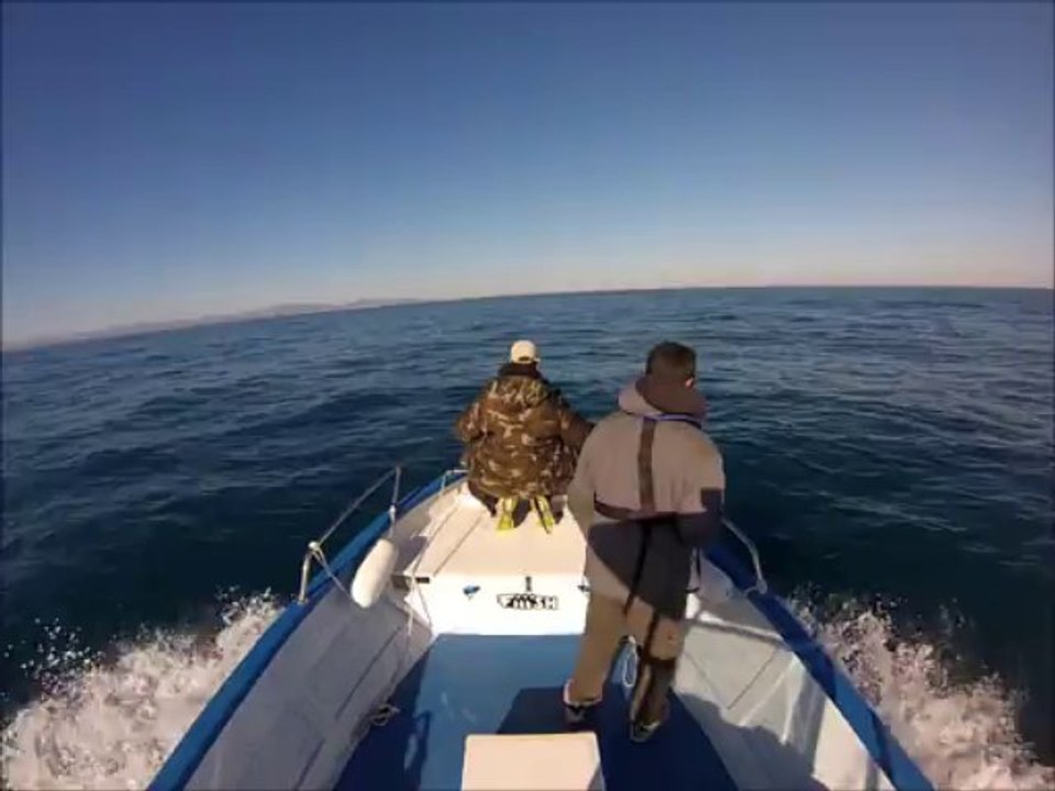 Grands Dauphins de Méditerranée - Décembre 2013