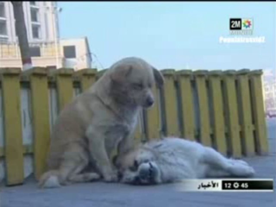 الكلب الذي حرك مشاعر العالم بوفائه لرفيقته مشهد مؤثر