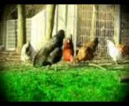 Hens are playing football at khurshed home