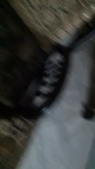 Cute persian kitten loves to play with ball