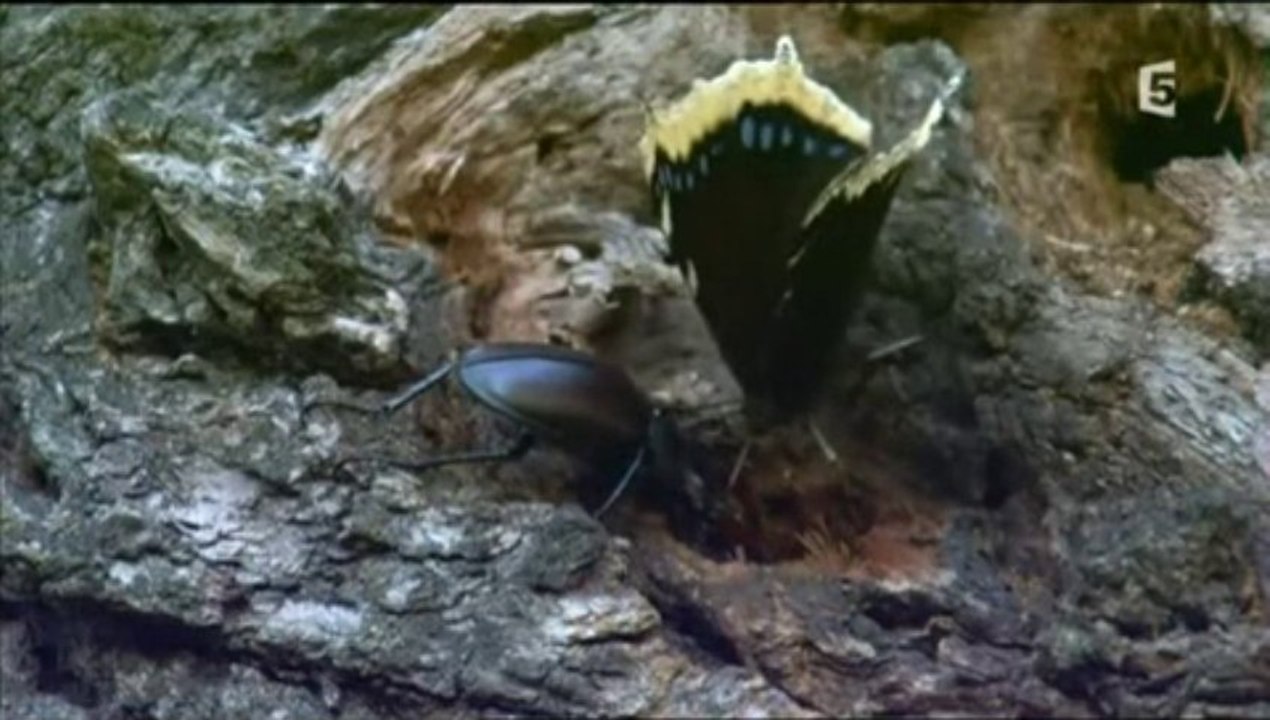 Au royaume de la forêt (2 et fin)