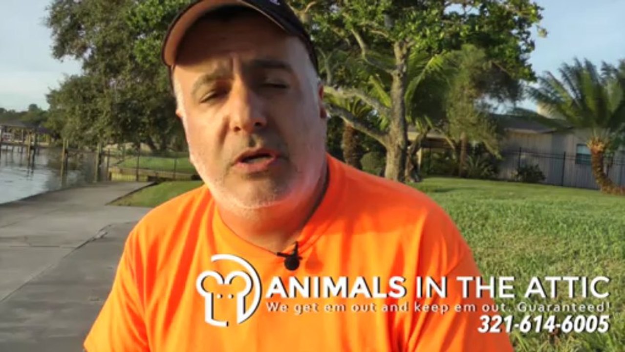 Rat Facts - Removing rats from your home - Animals in the Attic 321-614-6005  Melbourne FL