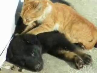 Chat chient pattoune 2