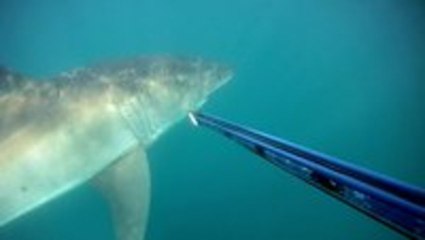 Close Call With Great White Shark