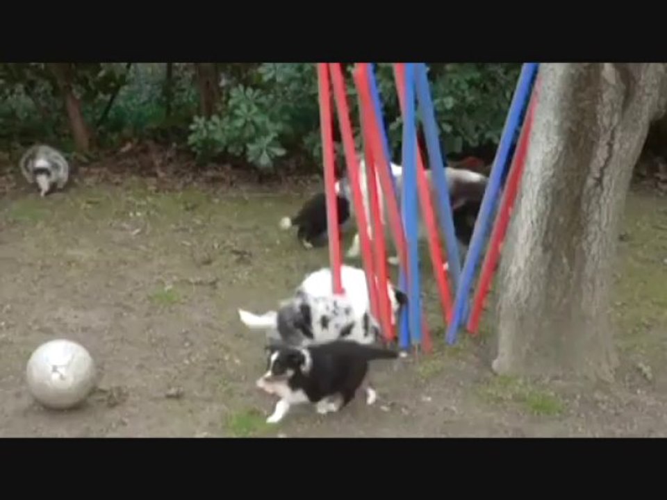 Agilitistes en herbe_0001