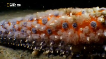 El secreto de los depredadores 1 Bajo el mar