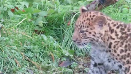La petite panthère Chilka du Parc de la Tête d'Or de Lyon