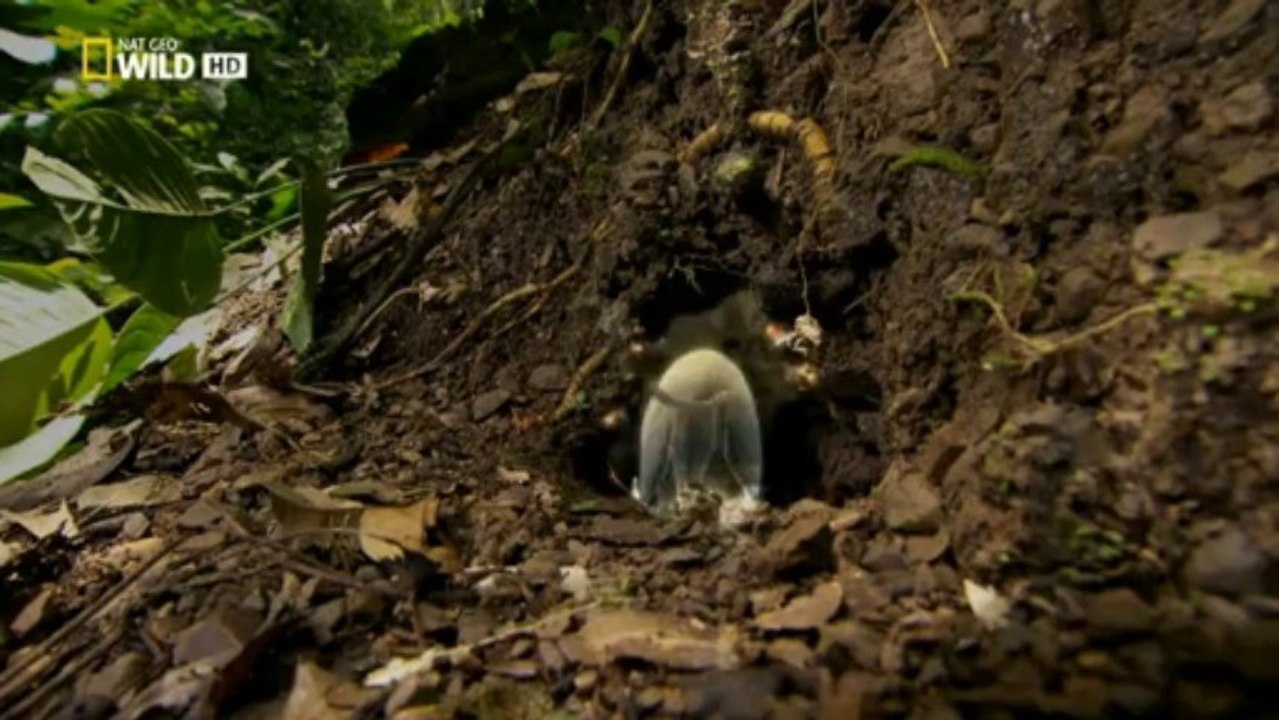 El secreto de los depredadores 3 Sigilo en el bosque