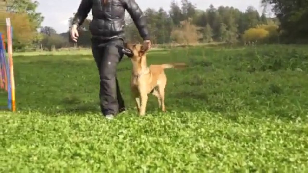 Be Aware C`Teufelchen @ Obedience