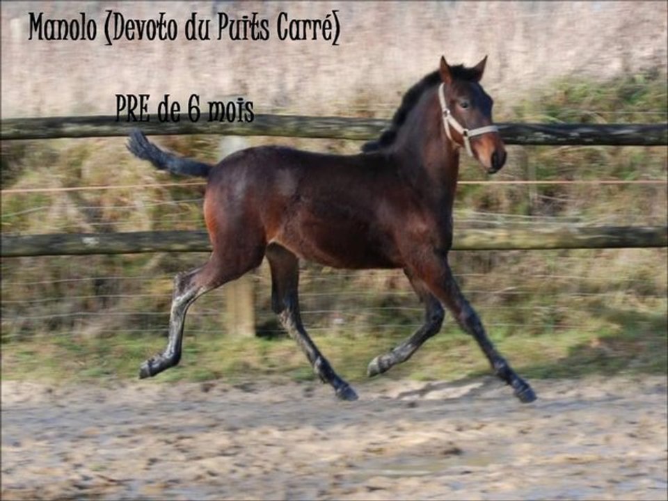 Manolo, poulain Pure Race Espagnole