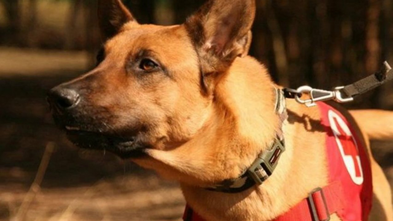 Be Aware C'Luzifer @ Mantrailing