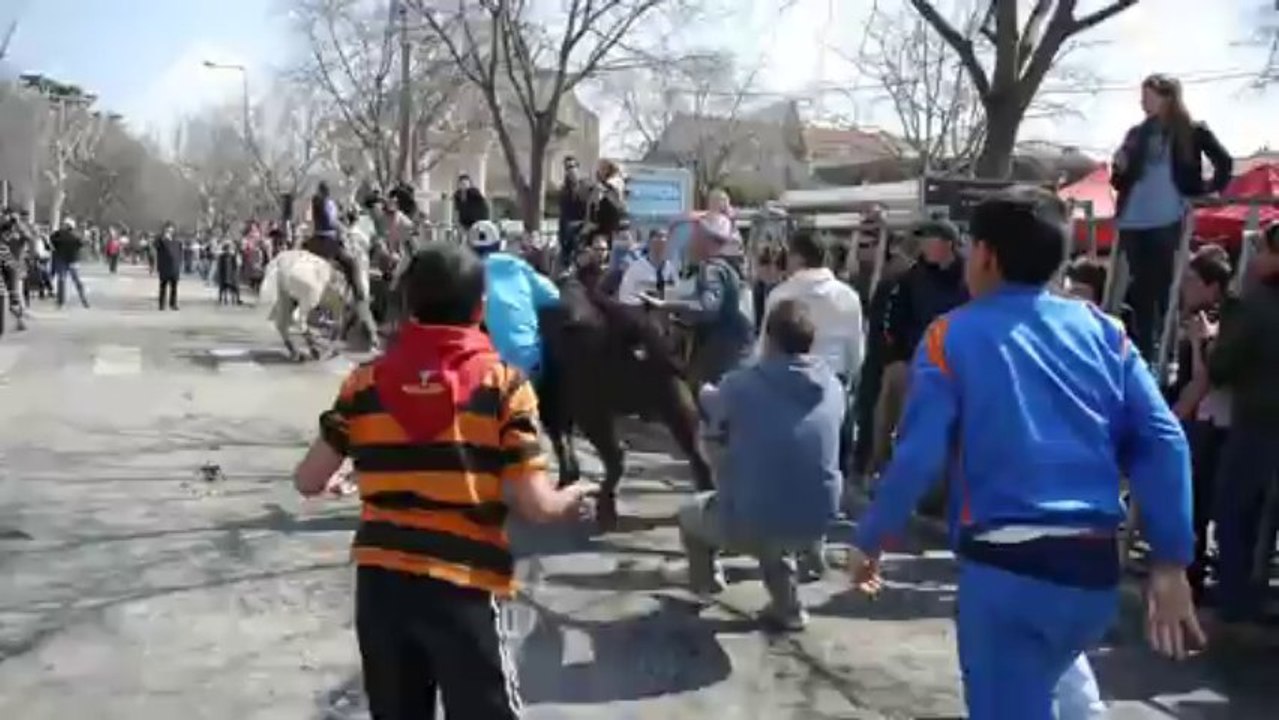 Feria d'Arles : lâcher de taureaux dans les rues de la ville