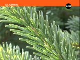 Noël : les ventes de sapins ont commencé