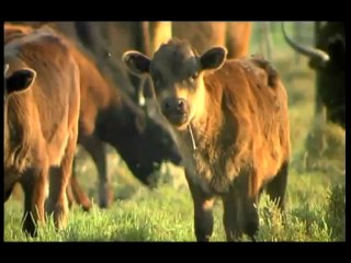 La passion du manadier pour les taureaux de cocarde