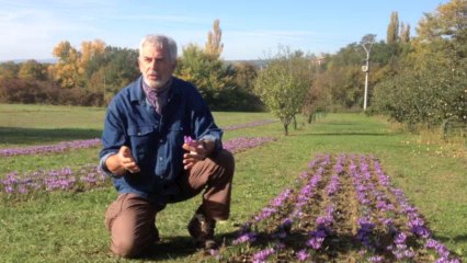 Le safran; une épice précieuse