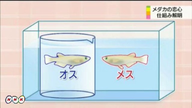 20140103“恋のスイッチ”メダカで発見