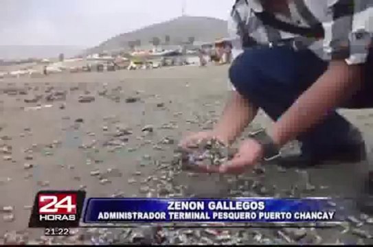 Chancay: cientos de animales marinos aparecen varados en playa Chacra y Mar